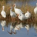 LHG_4751 Ibis is the mirror by rontu