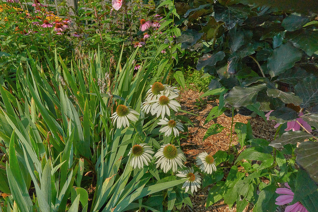 White Coneflowers by gardencat