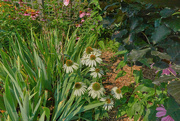 29th Jan 2024 - White Coneflowers