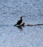 12th Jan 2024 - Jan 12 Cormorant On Log IMG_7042A