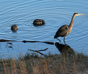 17th Jan 2024 - Jan 17 Heron and Mallards IMG_7061A