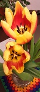 29th Jan 2024 - Tulips.