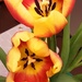 Tulips. by grace55