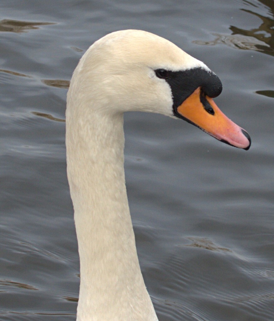 swan portrait by ollyfran