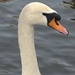 swan portrait by ollyfran