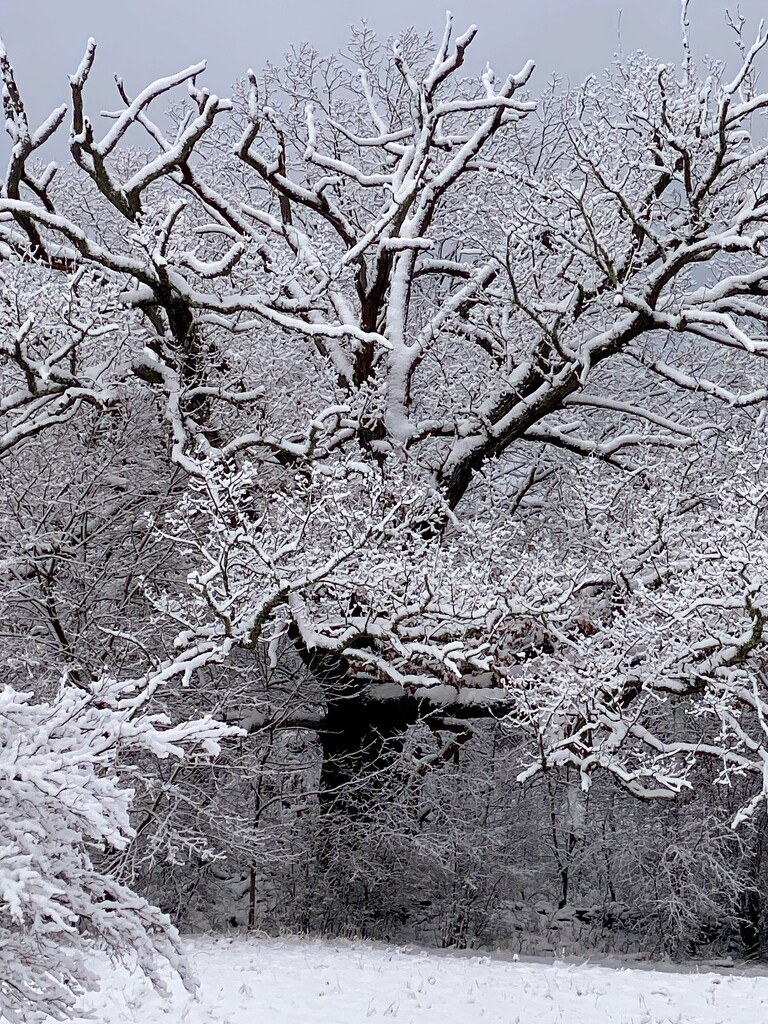 Snowy Gnarly Old Oak by mtb24