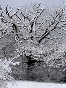 29th Jan 2024 - Snowy Gnarly Old Oak