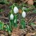 Snow Drop from my garden. by padlock