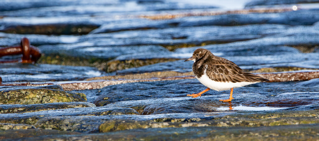 Lonely Turnstone by lifeat60degrees