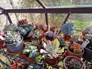 28th Jan 2024 - Succulent collection