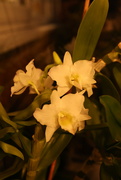 27th Jan 2024 - Debdrobium Orchid