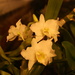 Debdrobium Orchid by happyteg