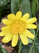 29th Jan 2024 - Celandine Flower