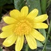 Celandine Flower by cataylor41