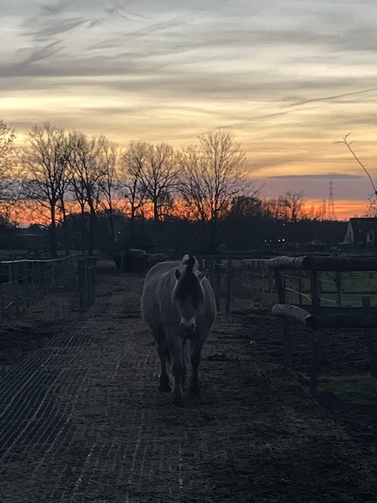 Horse at sunset  by lexy_wat