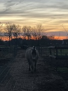 28th Jan 2024 - Horse at sunset 