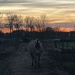 Horse at sunset  by lexy_wat
