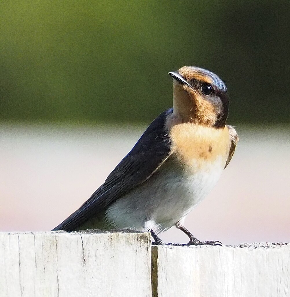 A welcome swallow enjoying late afternoon sun by Dawn