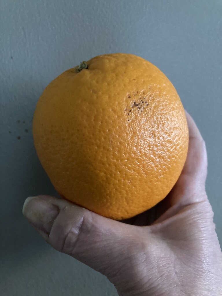 O Is for Orange  by spanishliz