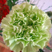 Mint carnation by larrysphotos