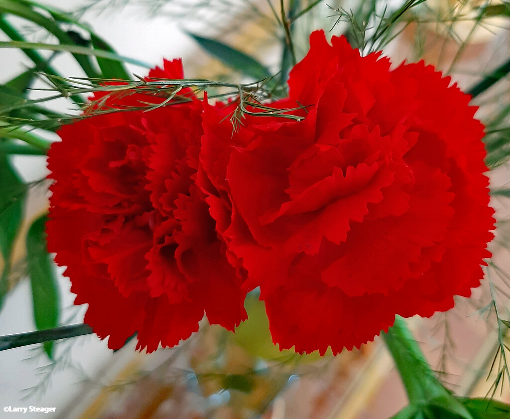 Scarlet Carnation by larrysphotos