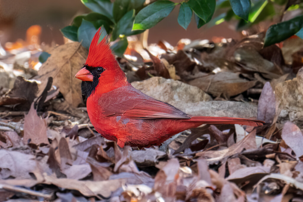Northern Cardinal  by kvphoto