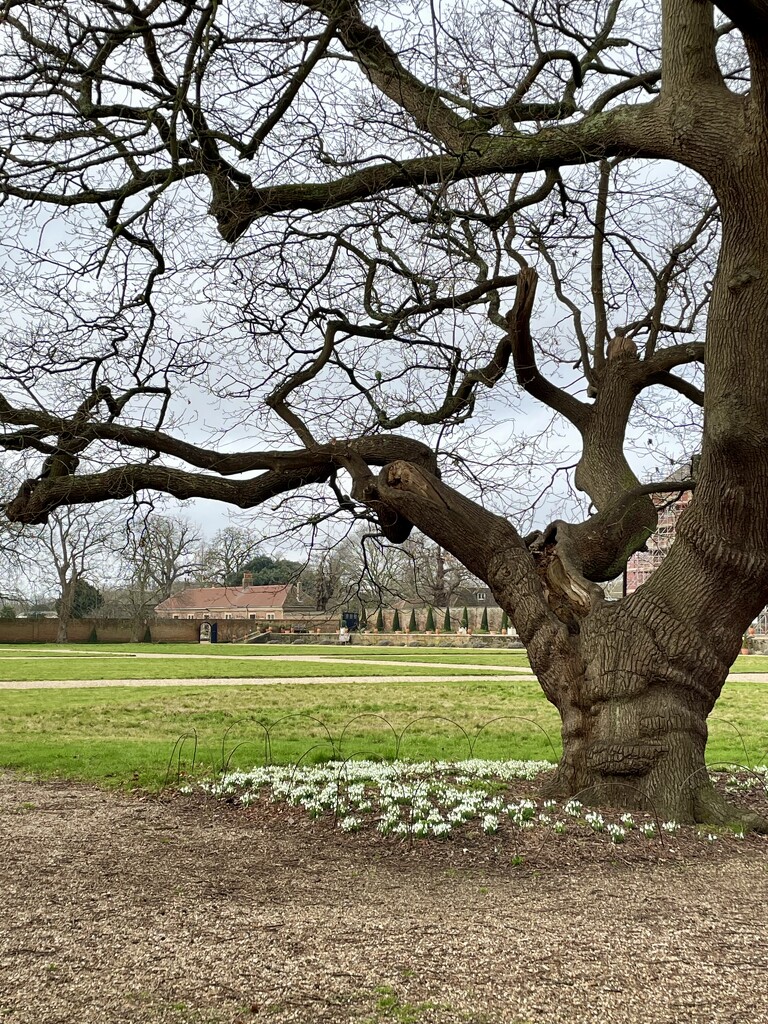 Snowdrops by irenasevsek