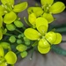 Allium Porrum by photohoot