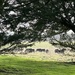 Cows at Croome by andsmilephotography