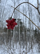 29th Jan 2024 - Red Berries 