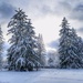 still winter by amyk