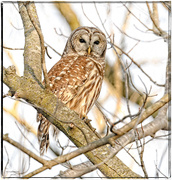 29th Jan 2024 - Barred Owl