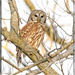 Barred Owl by bluemoon