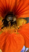 18th Dec 2023 - Bees bum! 