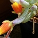 Succulents flowering  by antlamb