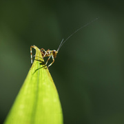 30th Jan 2024 - Garden Bugs Count - 30