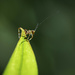 Garden Bugs Count - 30 by yaorenliu