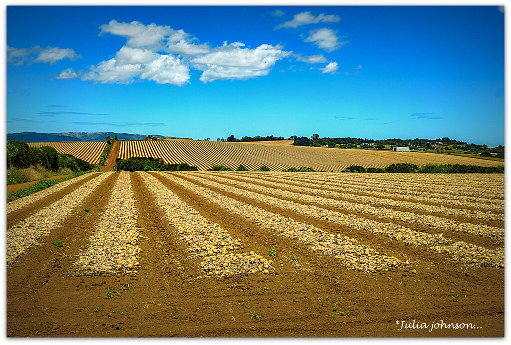 Onions for as far as the eye can see.. by julzmaioro