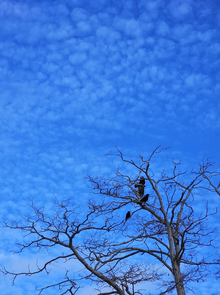 3 Crows by edorreandresen
