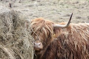 30th Jan 2024 - Another Coo for You!