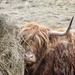 Another Coo for You! by jamibann