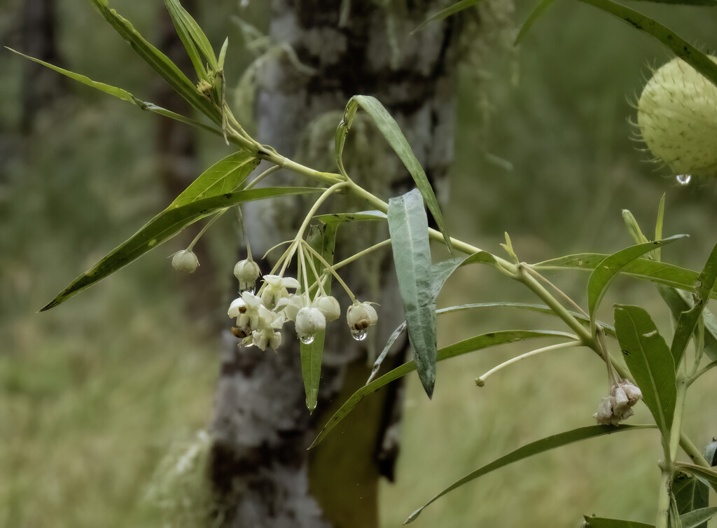 Milkweed in the rain by koalagardens