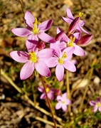 30th Jan 2024 - Pretty in pink 