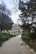 30th Jan 2024 - A beautiful stride through the squares garden next to the bakery, how lovely to have a cuddle with this gorgeous bungle of fluffiness… nice way to start the week.