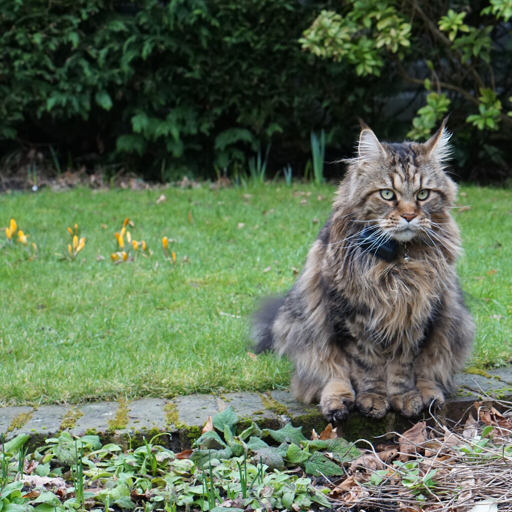 Mr Maine Coon and the crocuses by quietpurplehaze