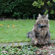 30th Jan 2024 - Mr Maine Coon and the crocuses