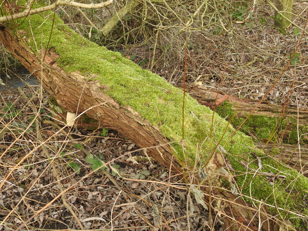 Mossy Log by oldjosh