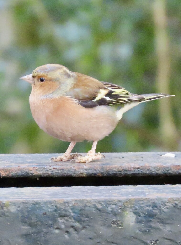 Chaffinch by orchid99