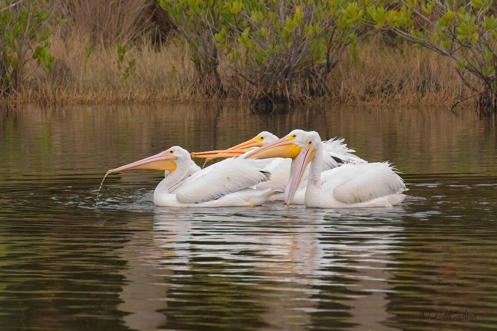 LHG_5005White pelicans feeding by rontu