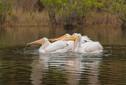 30th Jan 2024 - LHG_5005White pelicans feeding